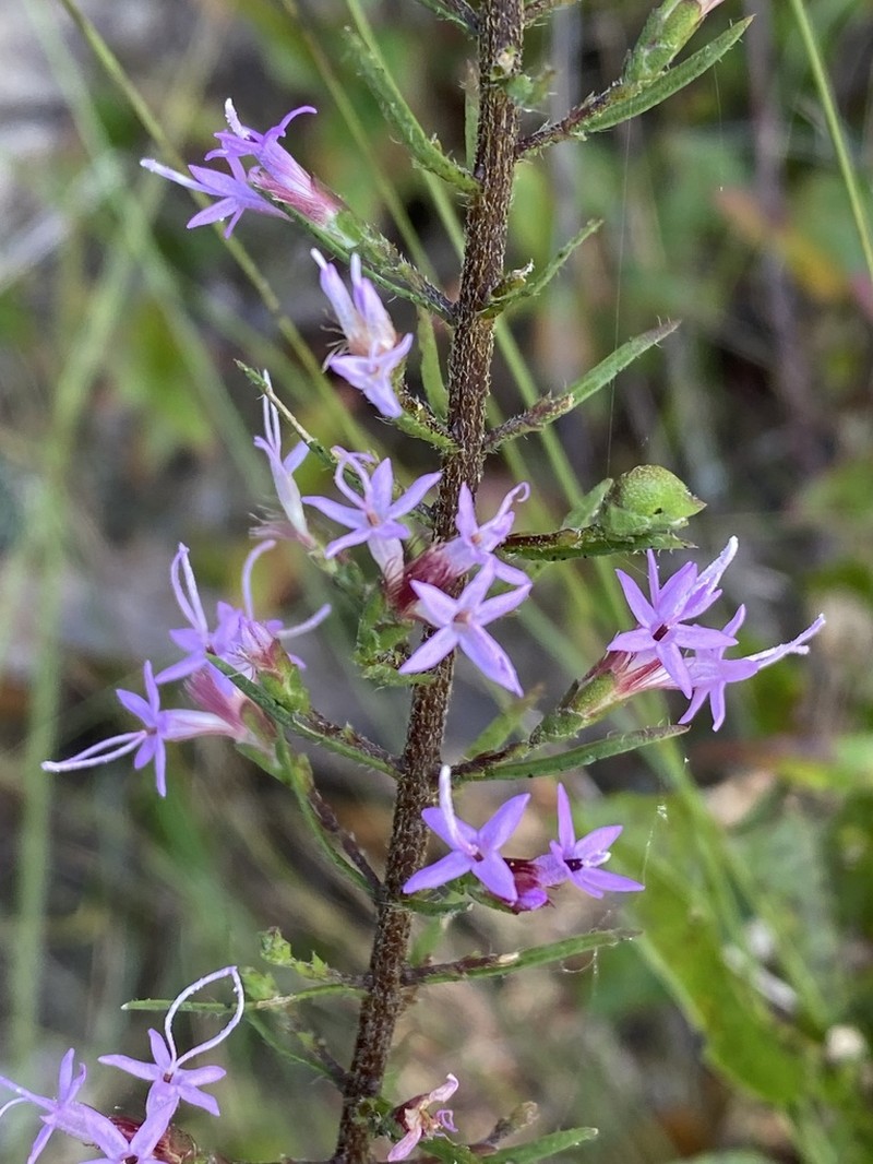 Slender Blazing Star photo 7