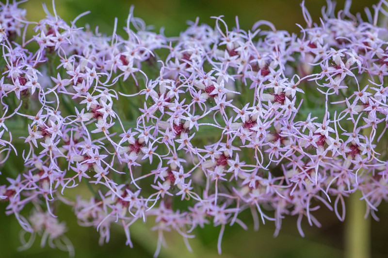 Slender Blazing Star photo 8