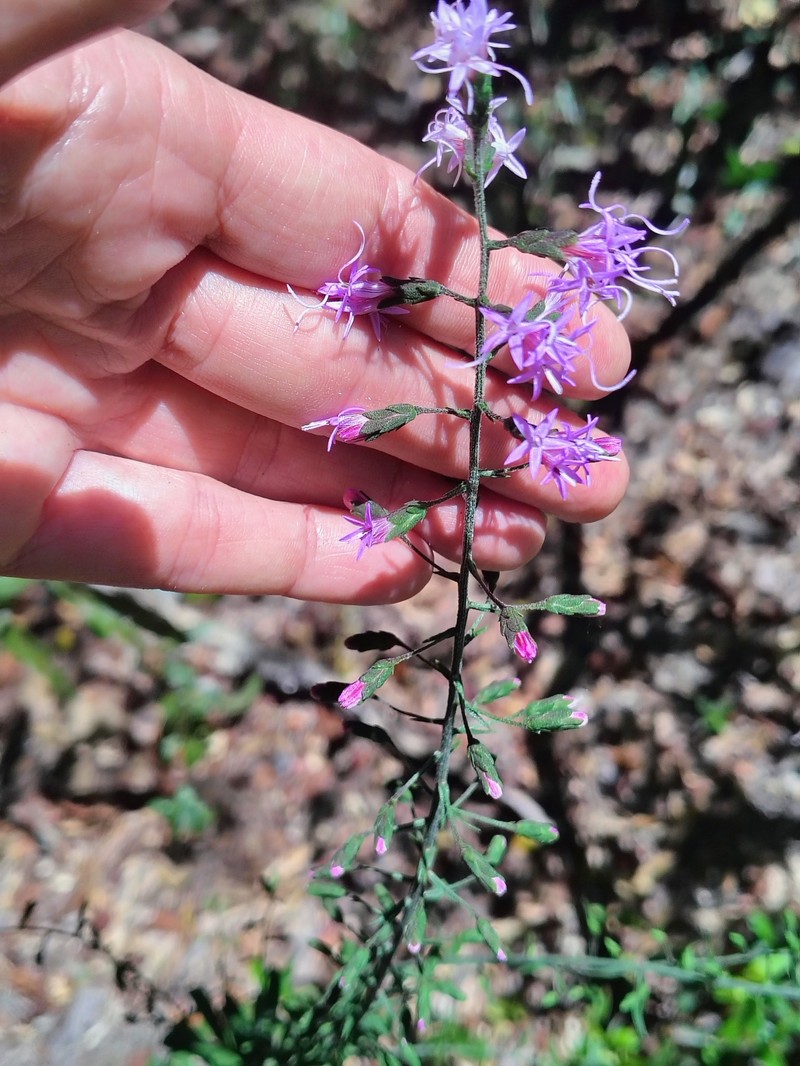 Gholson's Blazing Star