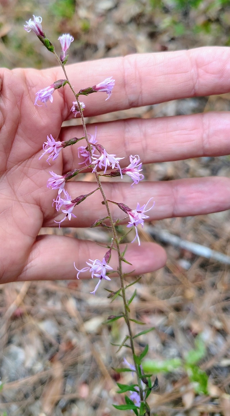 Gholson's Blazing Star photo 2