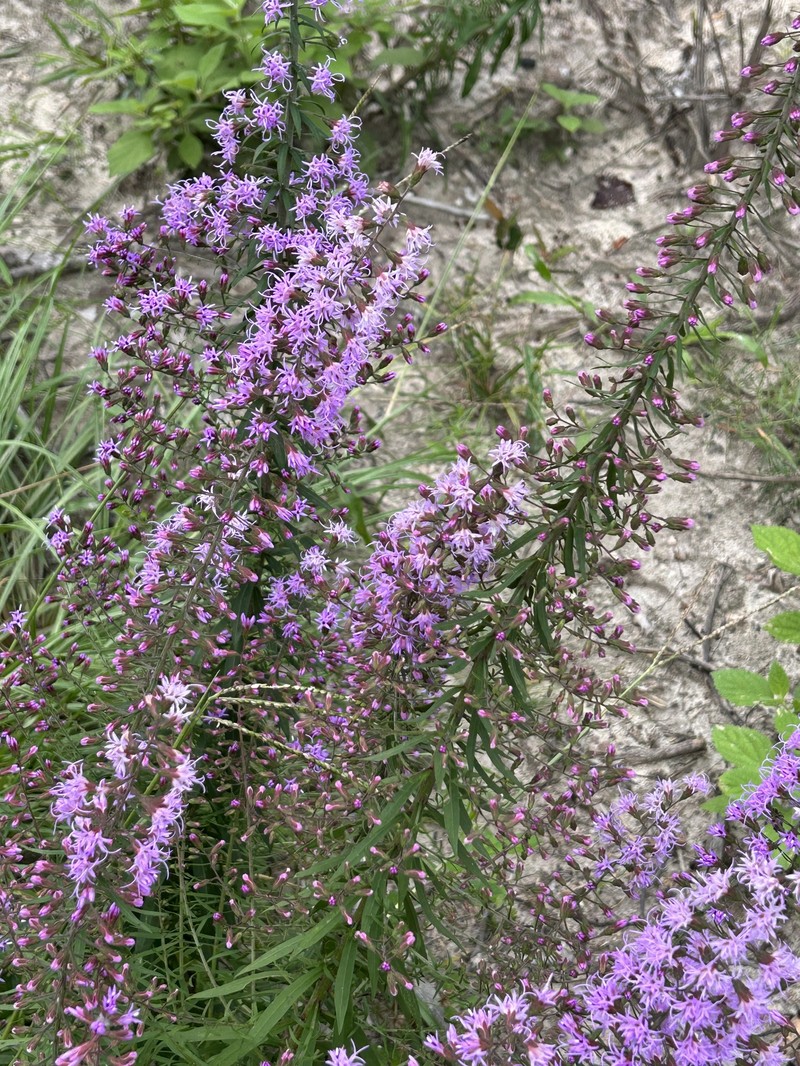 Gholson's Blazing Star photo 3