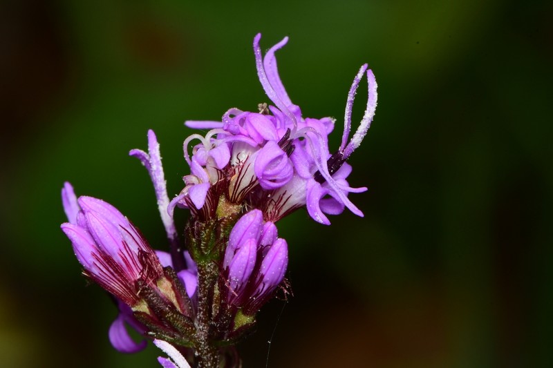 Gholson's Blazing Star photo 4