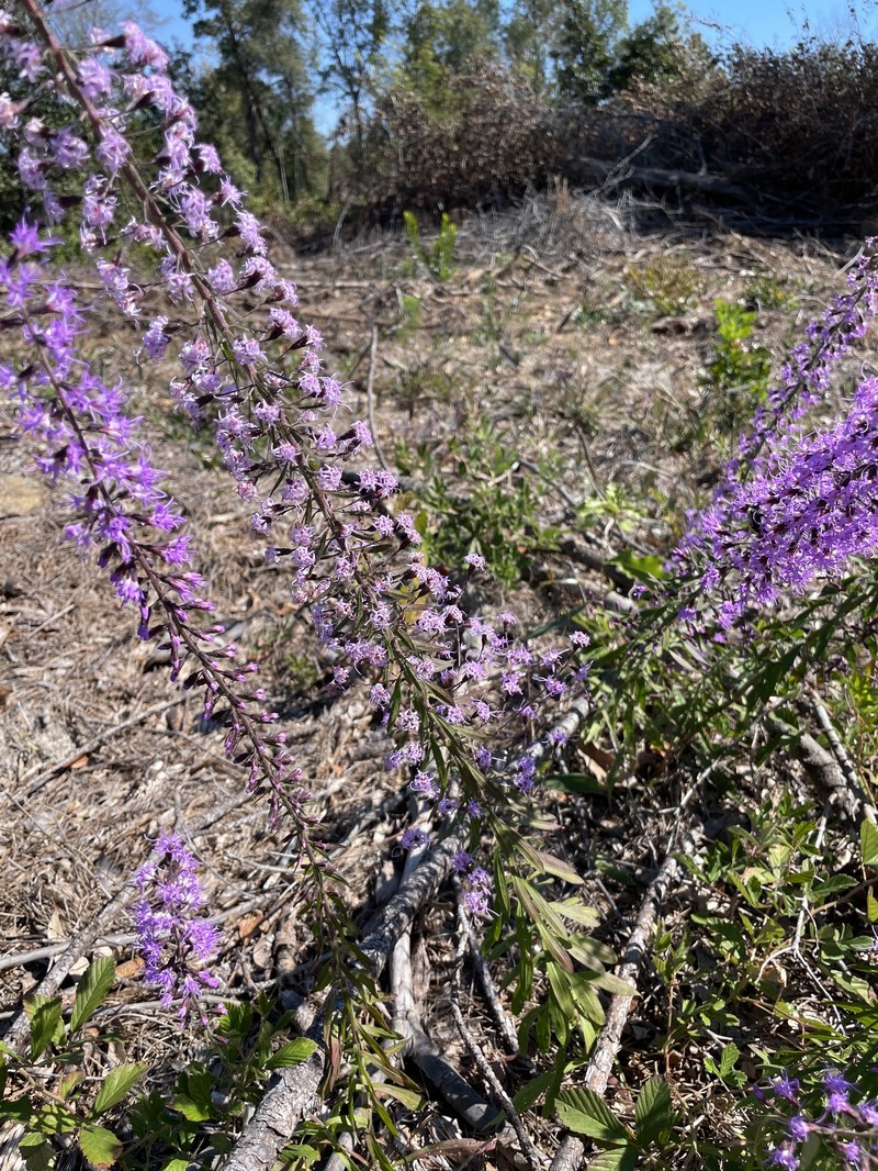 Gholson's Blazing Star photo 7