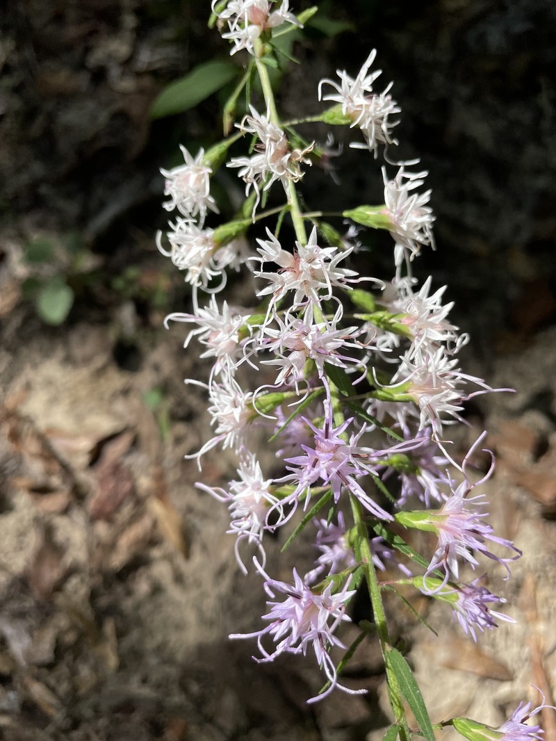 Gholson's Blazing Star photo 8