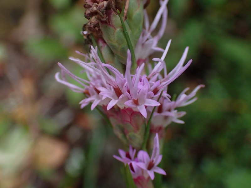 Heller's Blazing Star