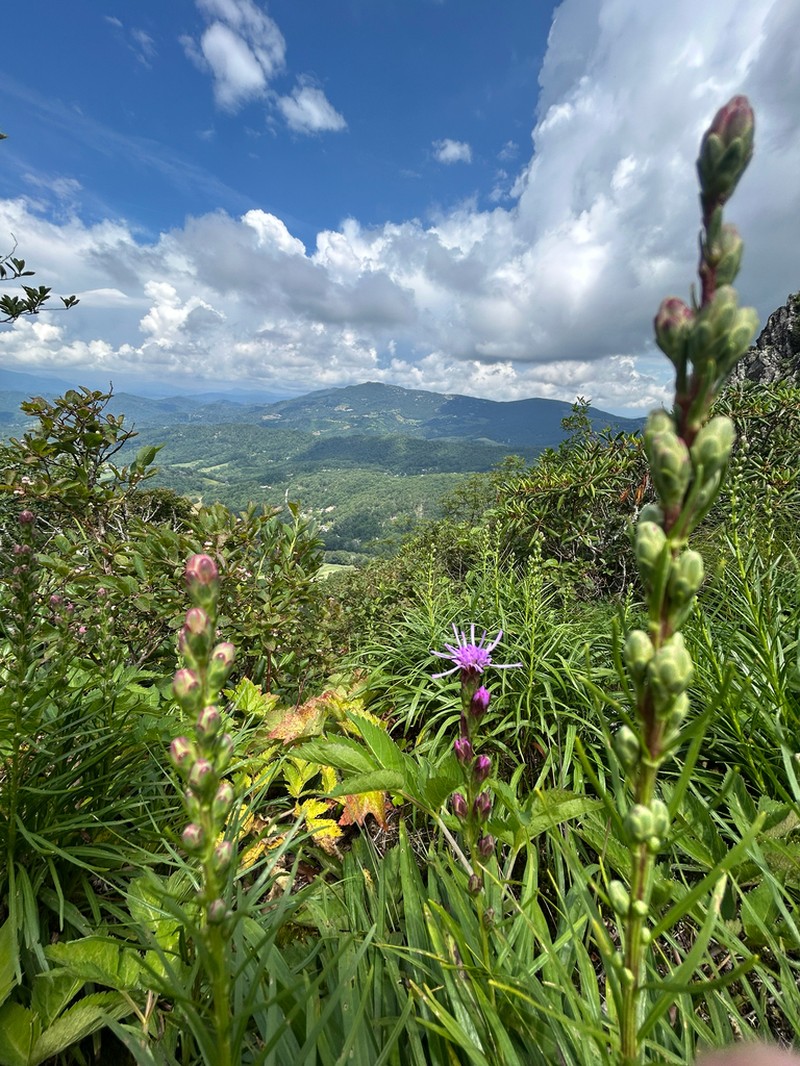 Heller's Blazing Star