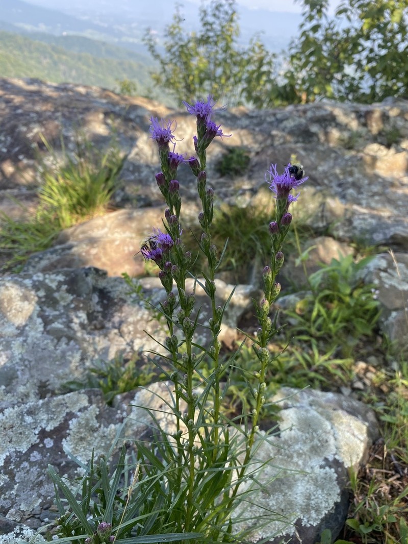 Heller's Blazing Star photo 5