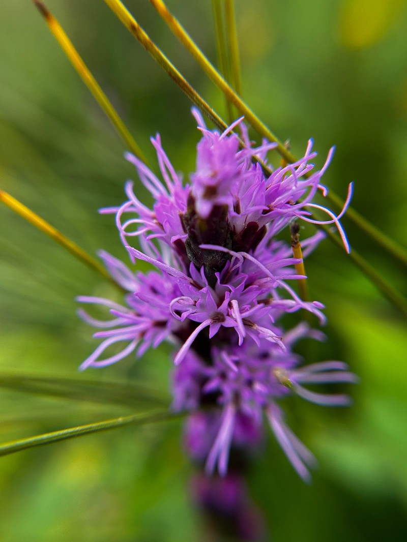 Heller's Blazing Star photo 6