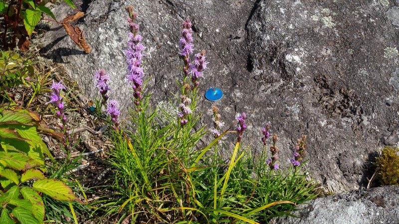 Heller's Blazing Star photo 7