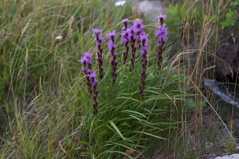 Turgid Blazing Star photo 2