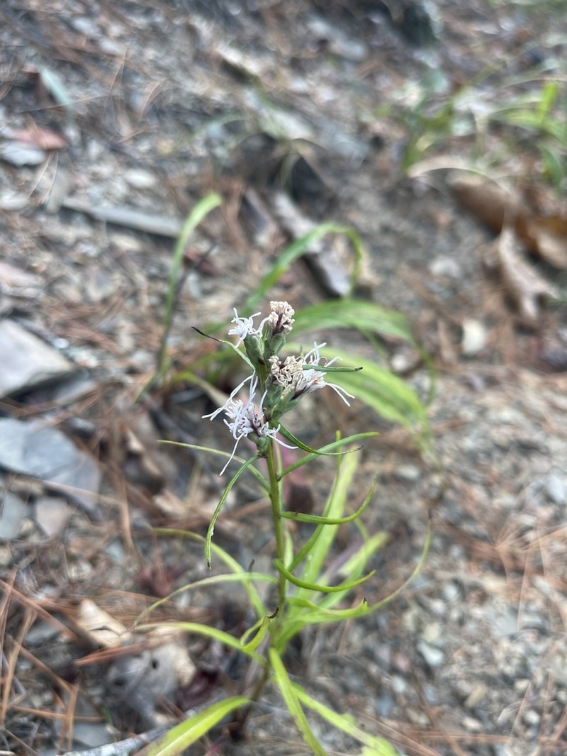 Turgid Blazing Star photo 4