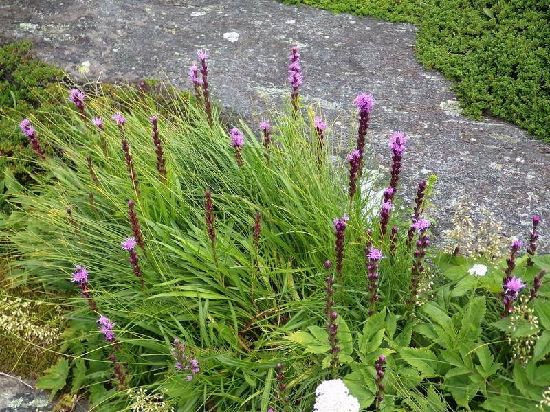 Turgid Blazing Star photo 8