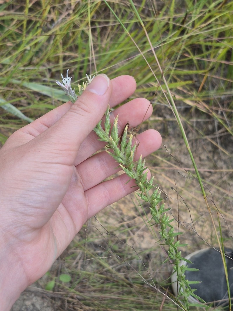 Liatris hesperelegans