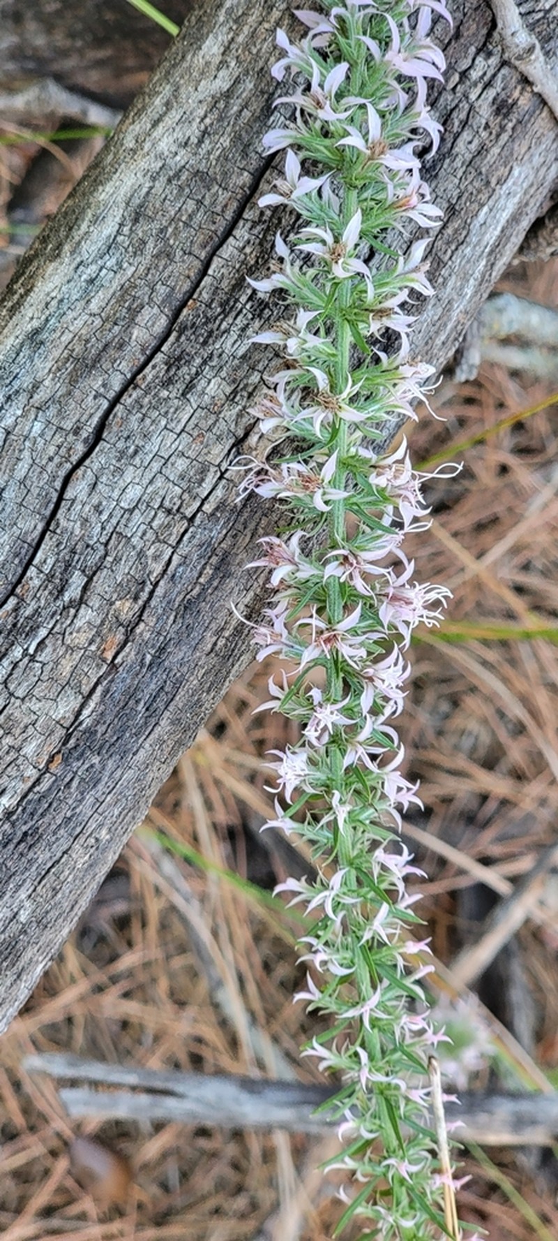 Liatris hesperelegans photo 2