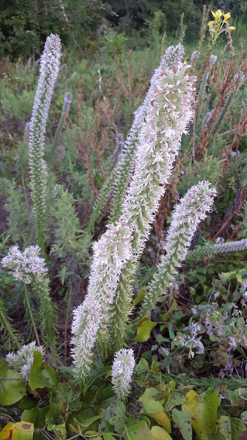 Liatris hesperelegans photo 3