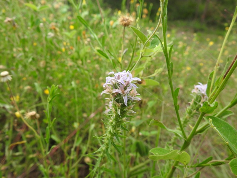 Liatris hesperelegans photo 4