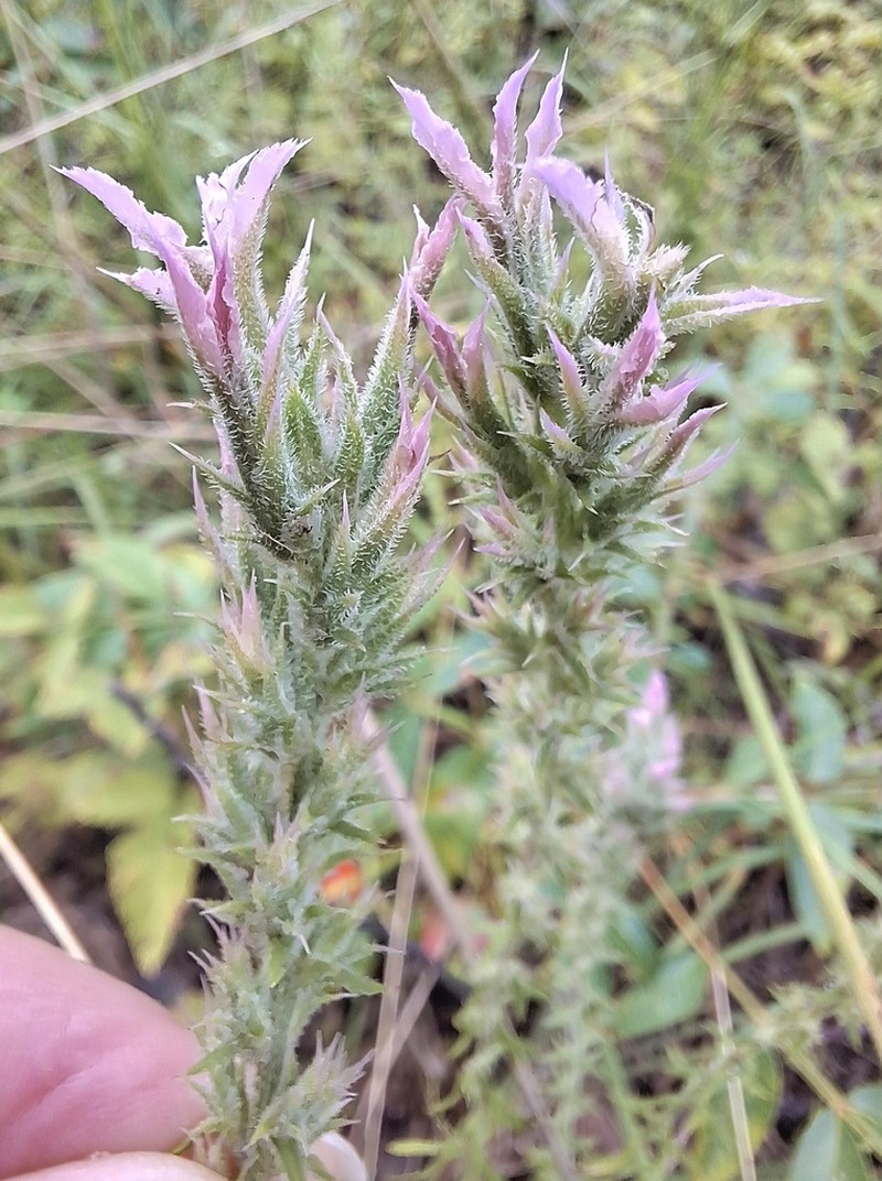 Liatris hesperelegans photo 5