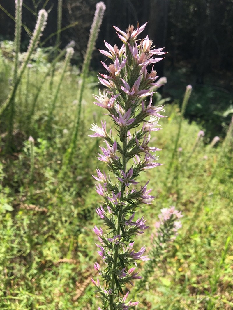 Liatris hesperelegans photo 7