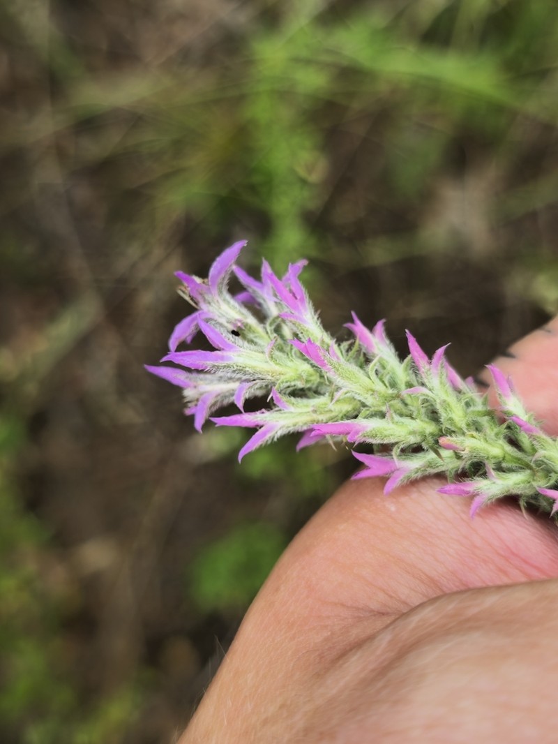 Liatris hesperelegans photo 8