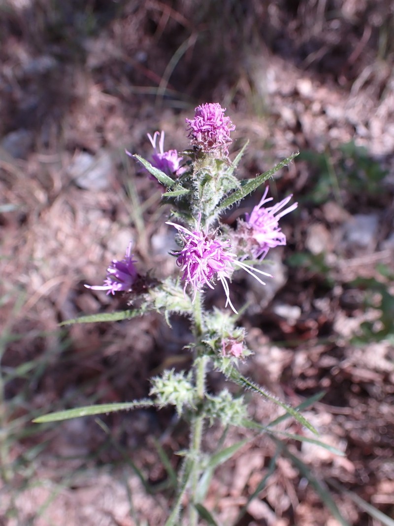 Liatris hirsuta photo 2