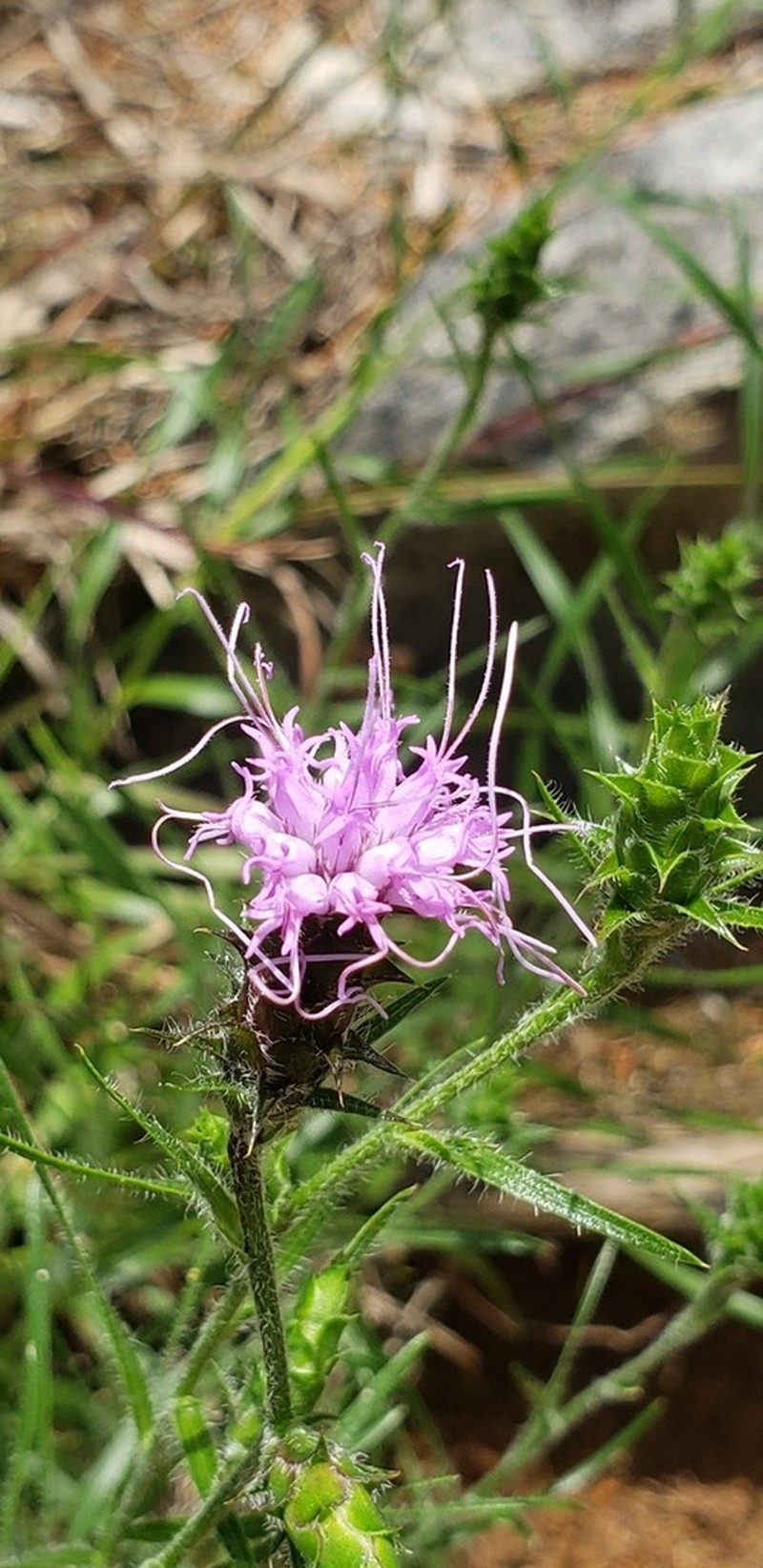 Liatris hirsuta photo 3