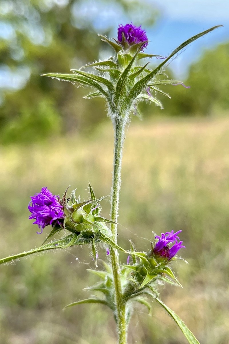 Liatris hirsuta photo 4