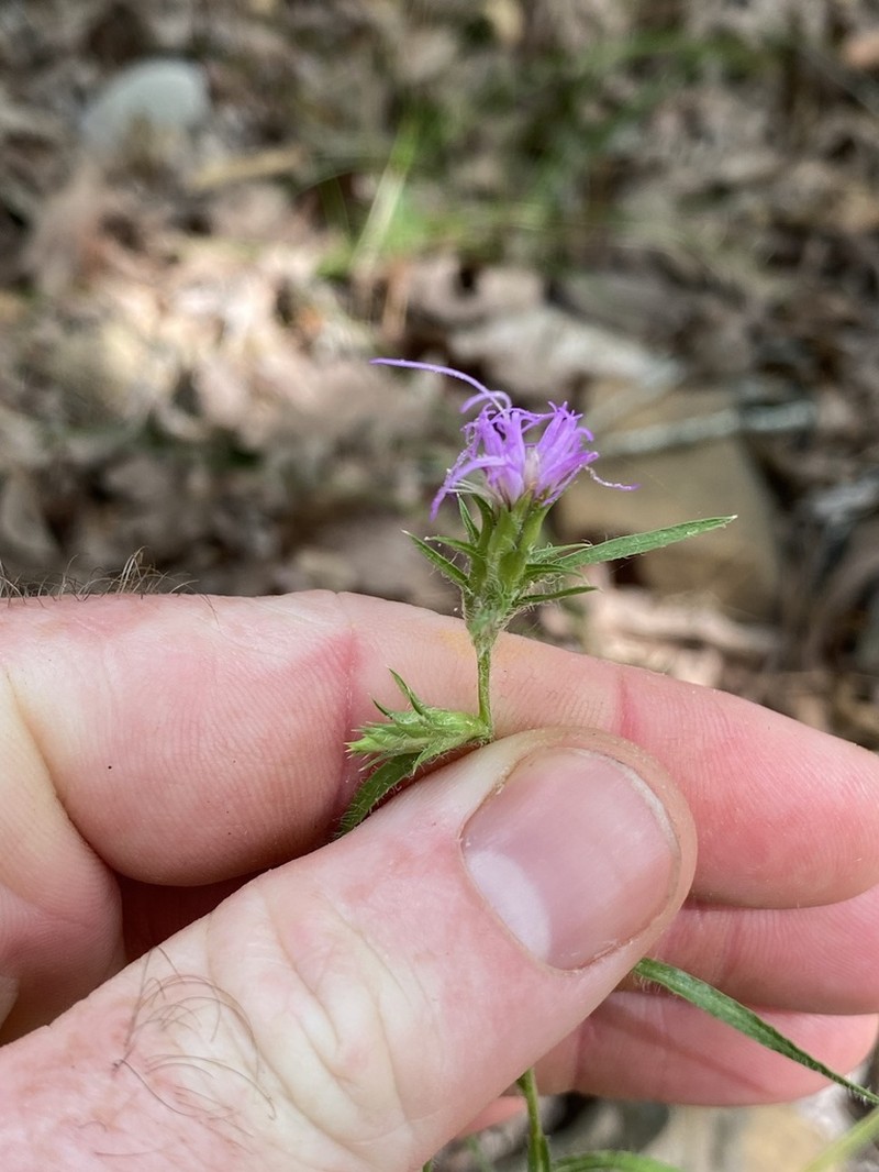 Liatris hirsuta photo 5