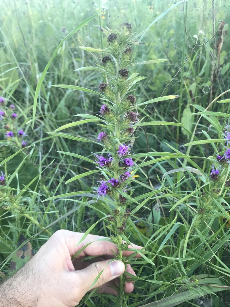 Liatris hirsuta photo 6