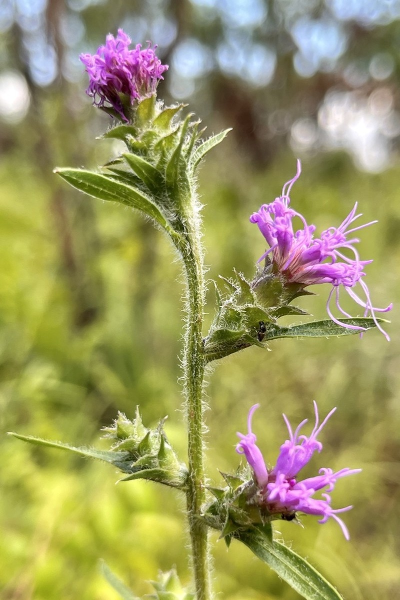 Liatris hirsuta photo 7