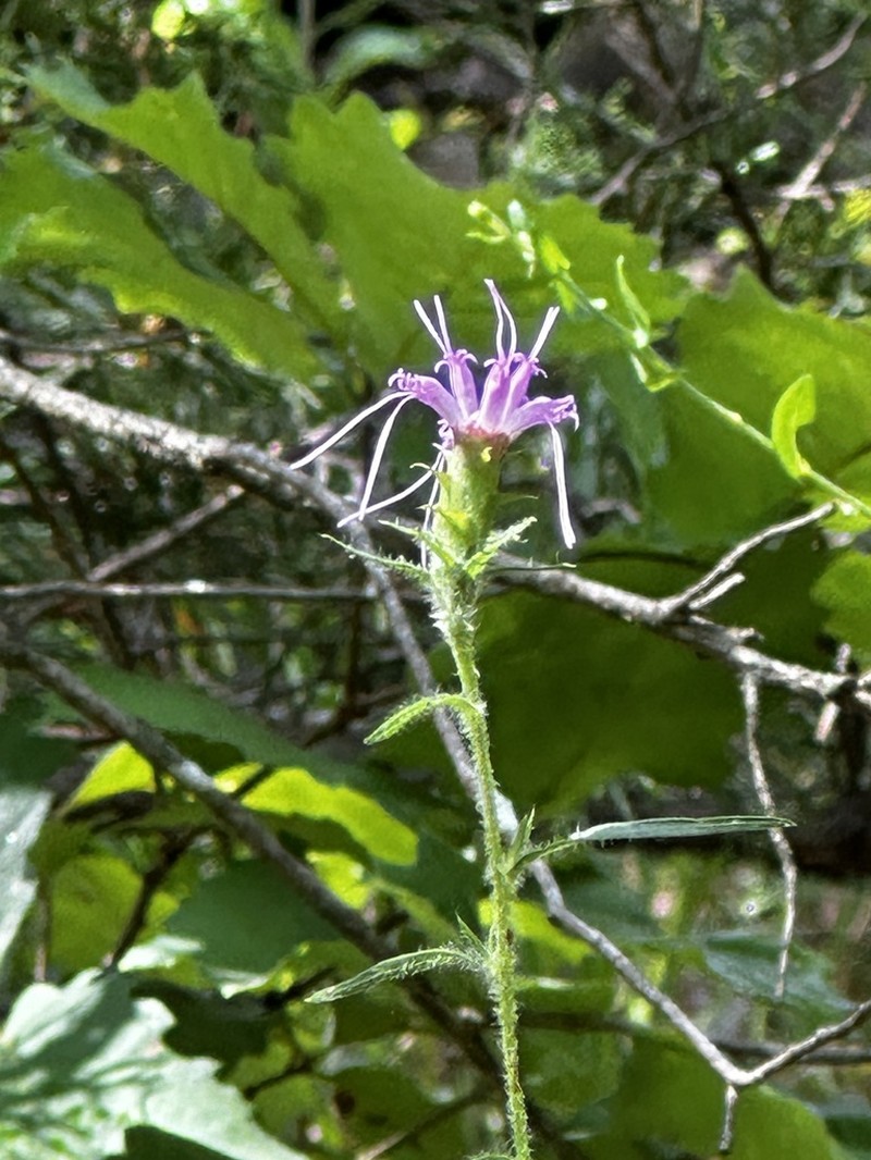 Liatris hirsuta photo 8