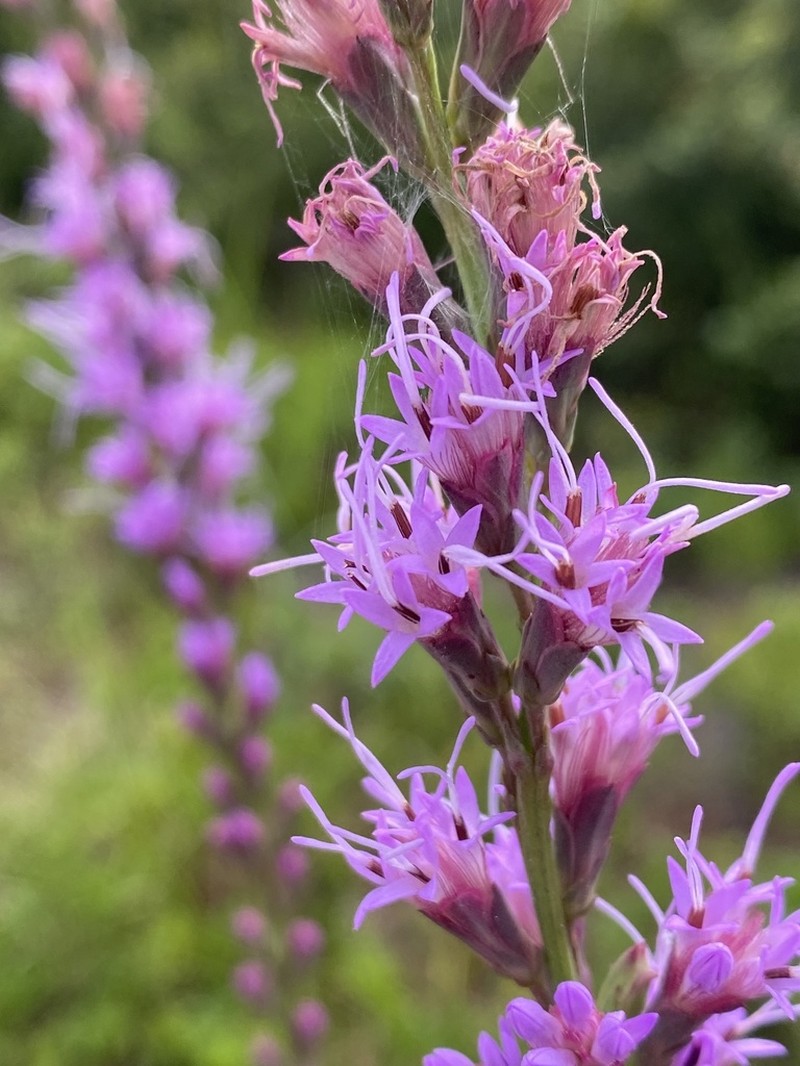 Liatris laevigata