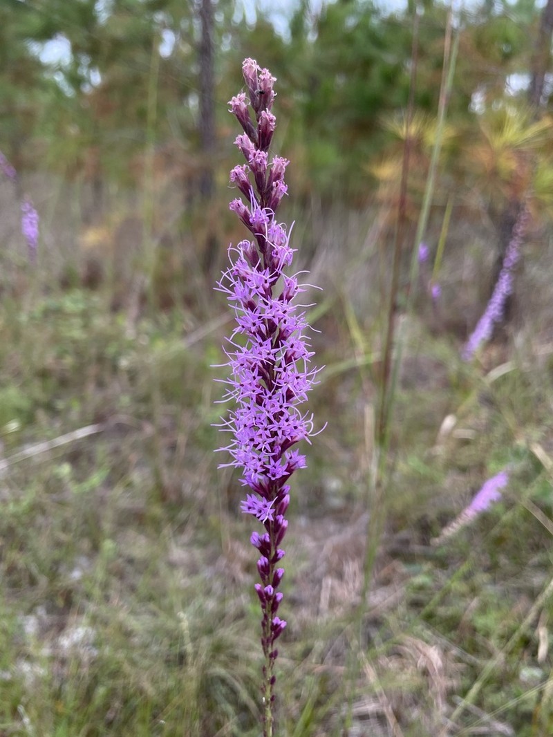 Liatris laevigata photo 3