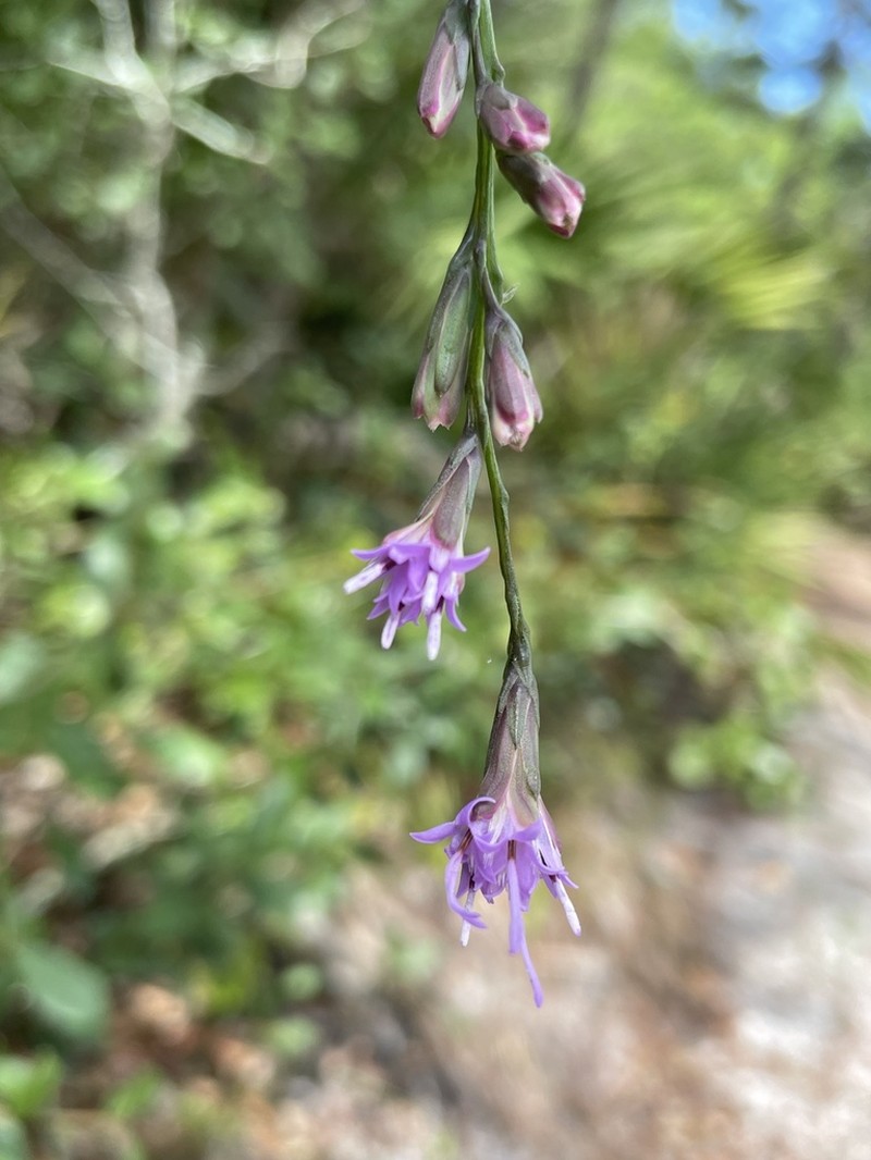 Liatris laevigata photo 4