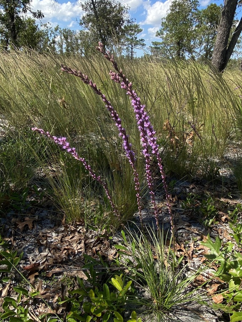 Liatris laevigata photo 6