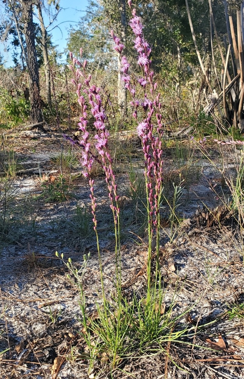 Liatris laevigata photo 7