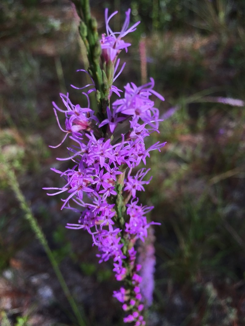 Liatris laevigata photo 8