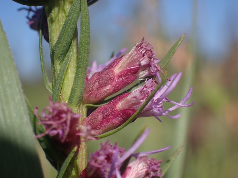Lanceleaf Blazing Star