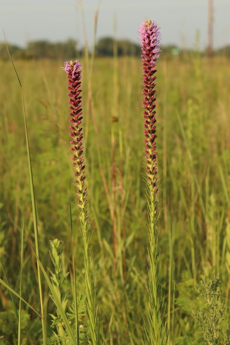 Lanceleaf Blazing Star photo 2