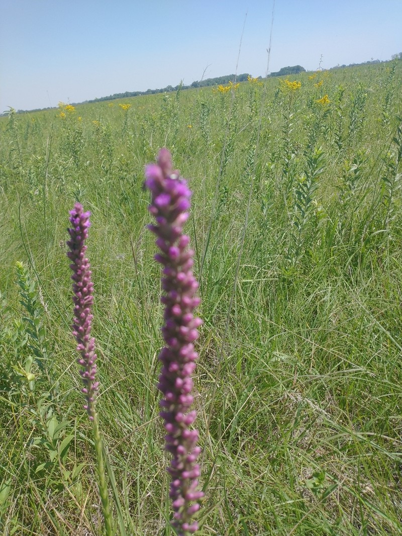 Lanceleaf Blazing Star photo 3