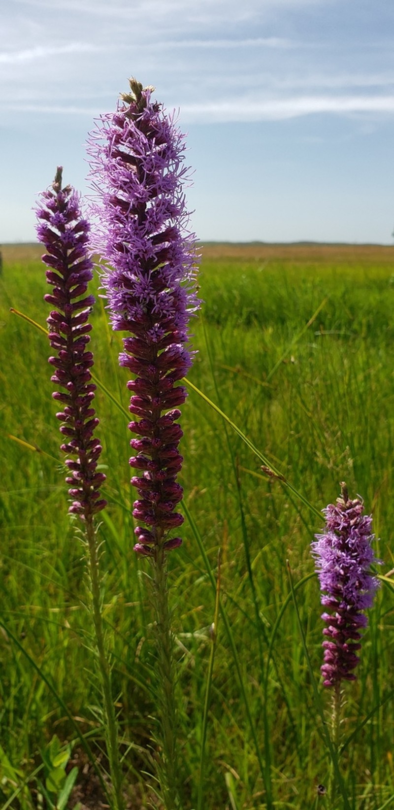 Lanceleaf Blazing Star photo 4