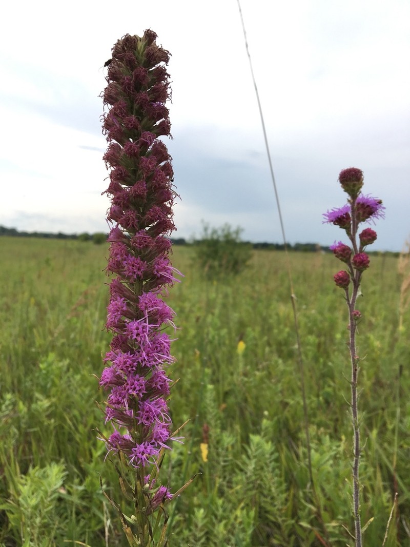 Lanceleaf Blazing Star photo 5