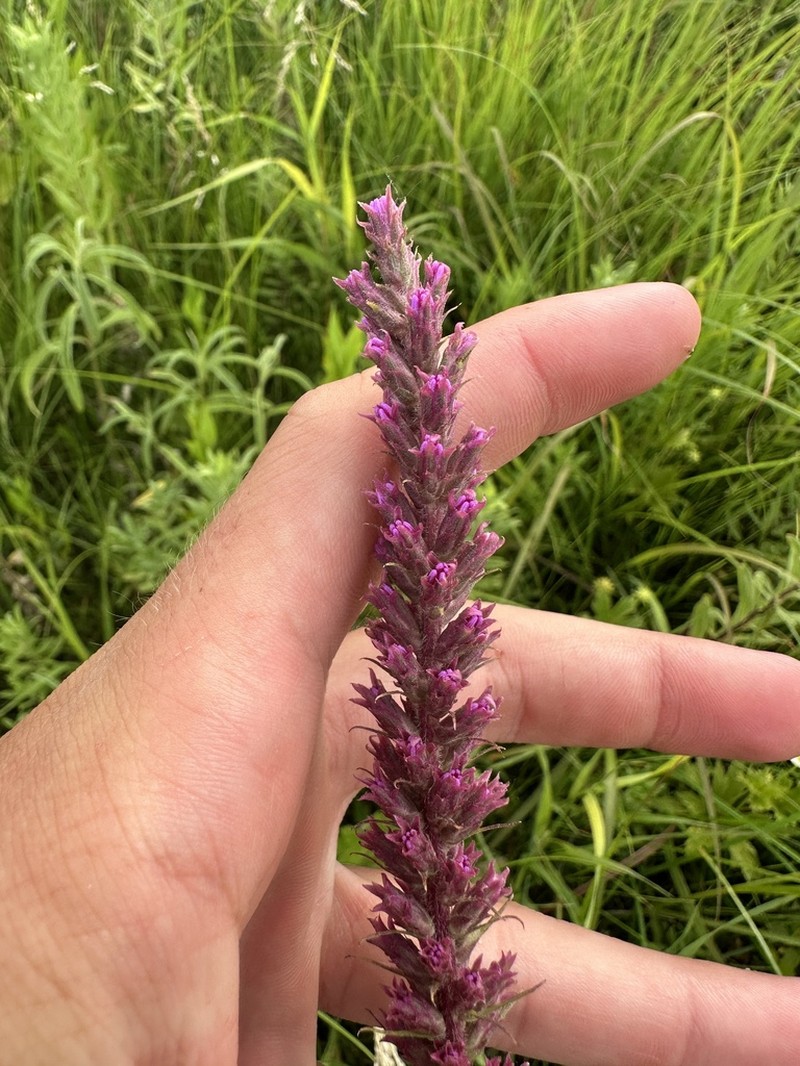 Lanceleaf Blazing Star photo 6