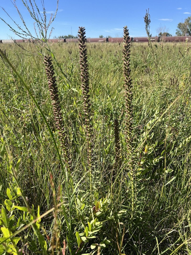 Lanceleaf Blazing Star photo 7