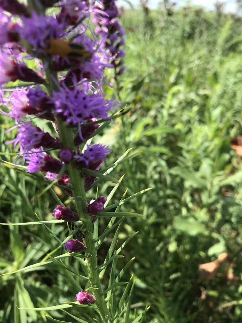 Lanceleaf Blazing Star photo 8