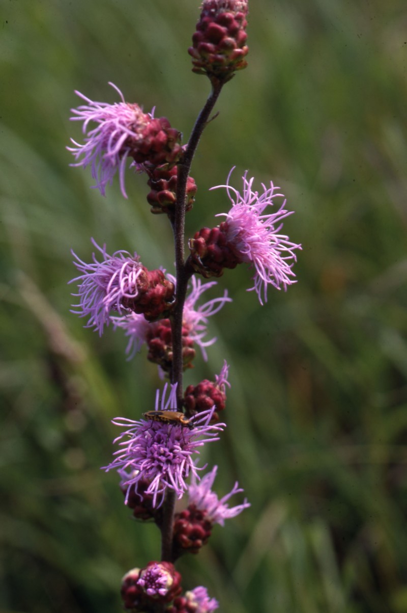 Rocky Mountain Blazing Star photo 5
