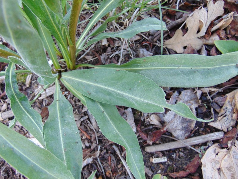 Rocky Mountain Blazing Star photo 6