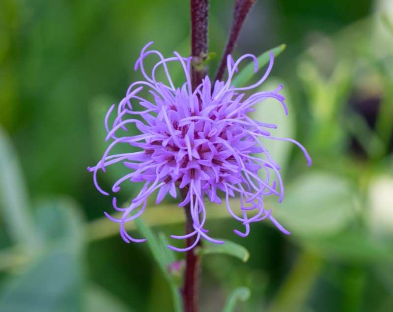 Rocky Mountain Blazing Star photo 2