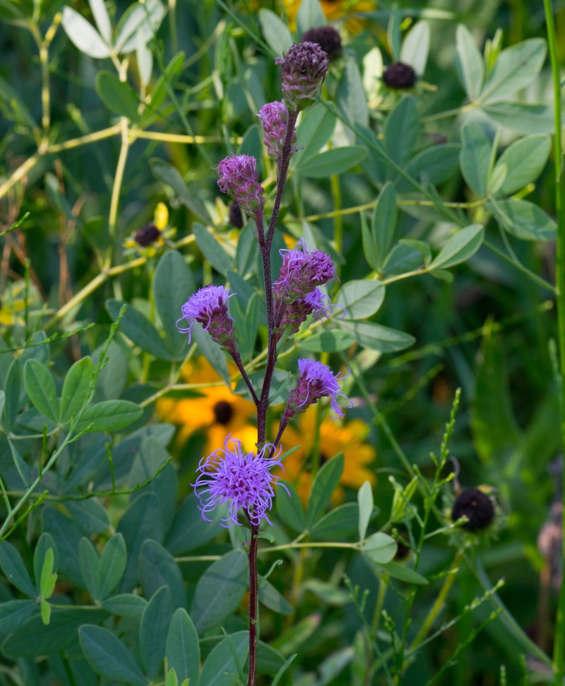Rocky Mountain Blazing Star photo 3