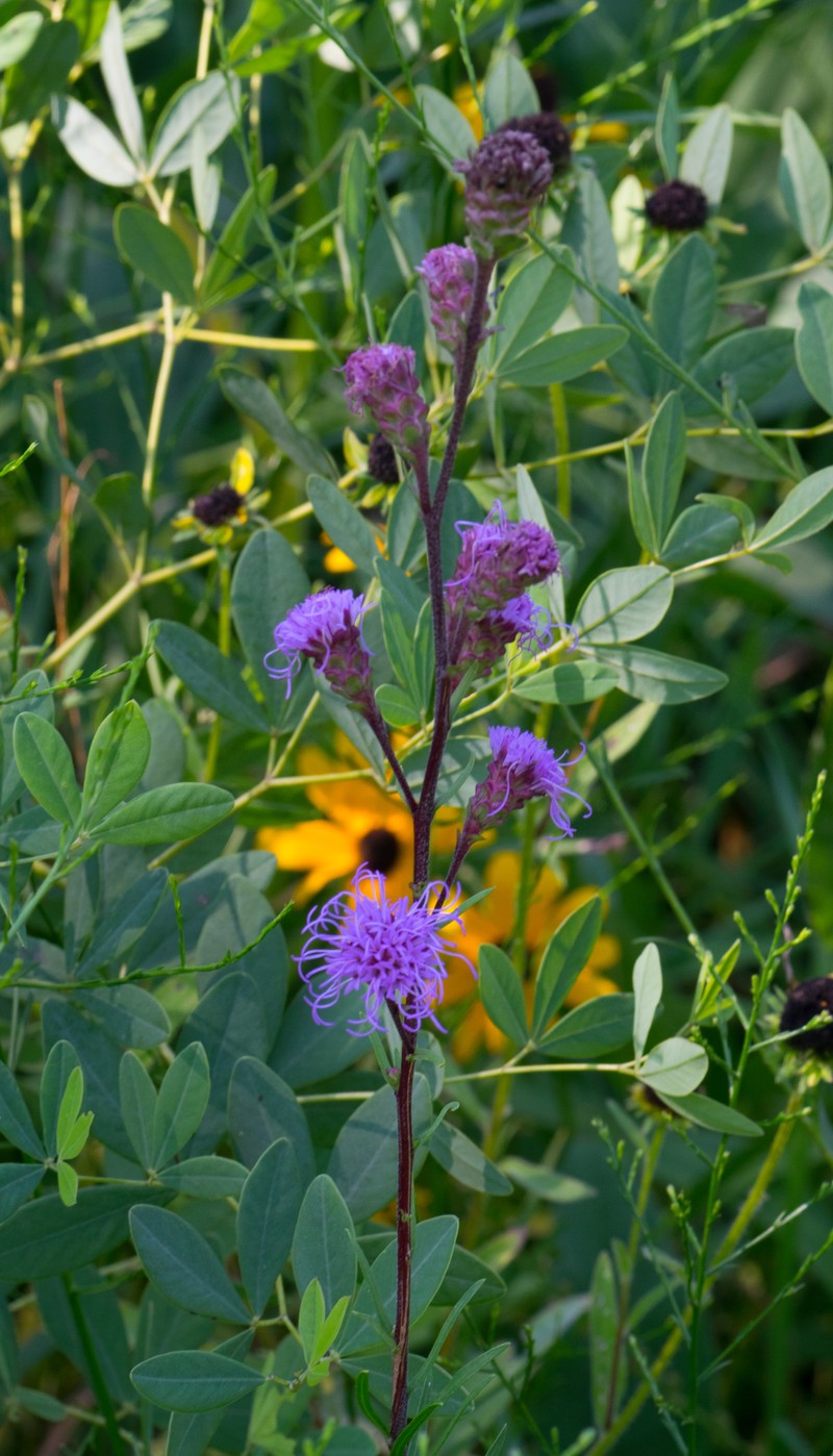 Rocky Mountain Blazing Star photo 4