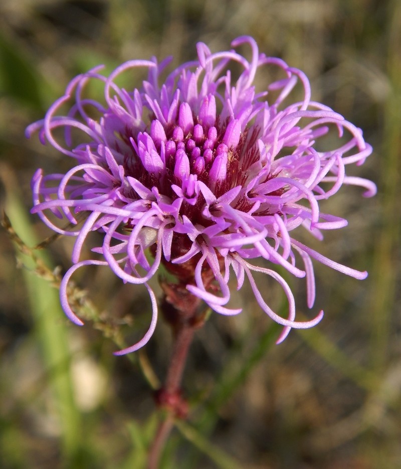 Rocky Mountain Blazing Star